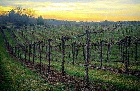 Rows and rows of empty vineyard vines with yellow and orange skies above