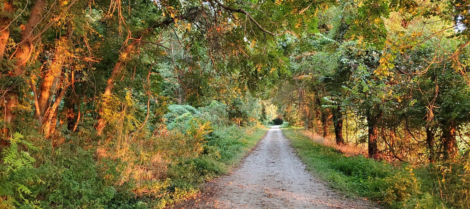 Gravel trail through a densely wooded area with sunlight shining through