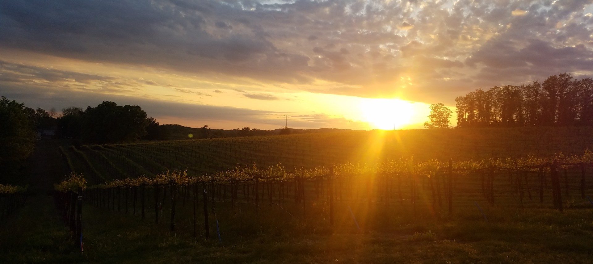 Bright evening sun shining over an expansive vineyard with trees in the background