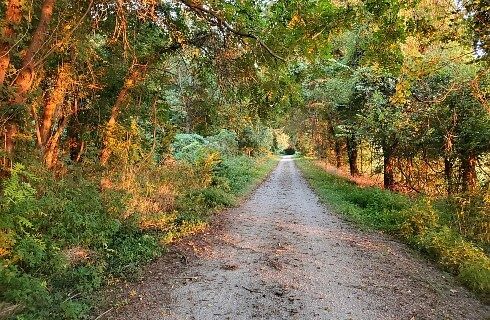 Long and empty gravel trail through a densely wooded area