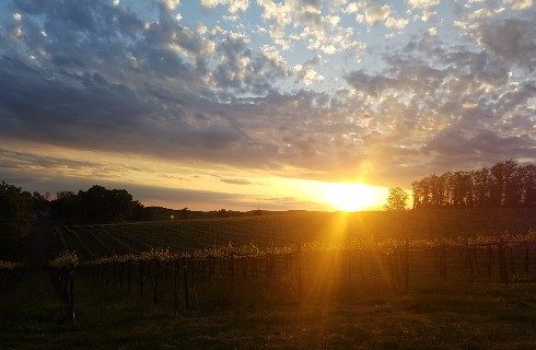 Bright sunrise over a large vineyard flanked by trees